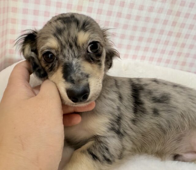 最新画像！シルバーダップルのチワックスがきたよ！