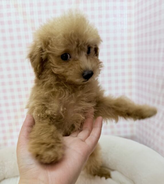 トイプードル