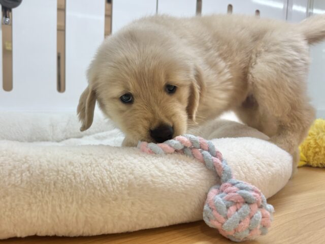 ゴールデンレトリバー