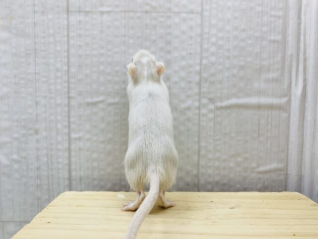 カラージャービル（スナネズミ）