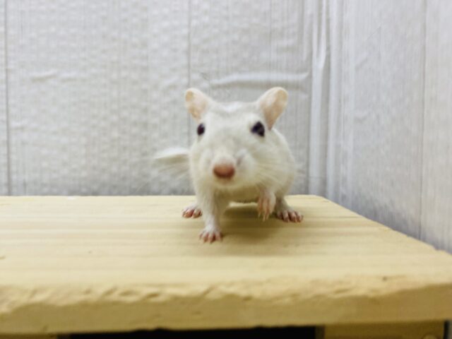 カラージャービル（スナネズミ）