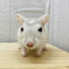 ムチムチ大福くんになってくれますか〜❓🍓カラージャービル男の子⭐️