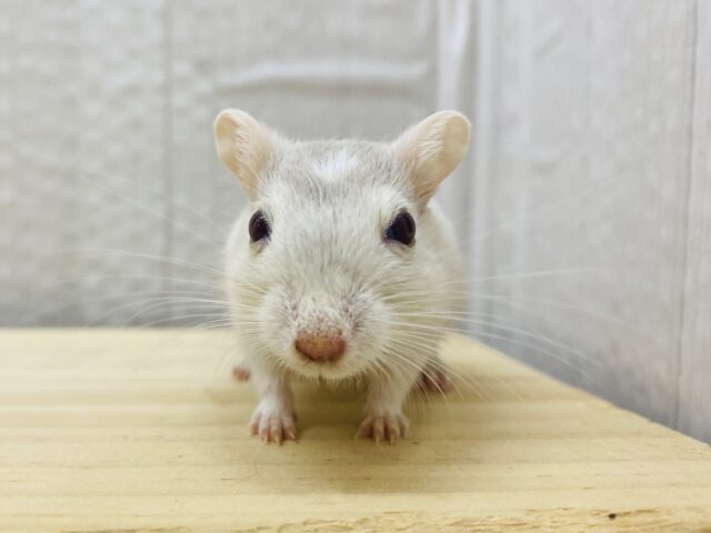 ムチムチ大福くんになってくれますか〜❓🍓カラージャービル男の子⭐️