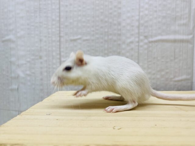 カラージャービル（スナネズミ）