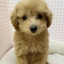 最新📷アプリコットのトイプーくん💛