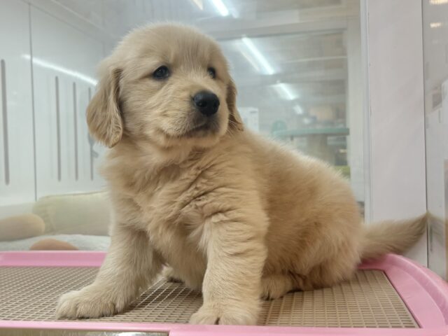 ゴールデンレトリバー