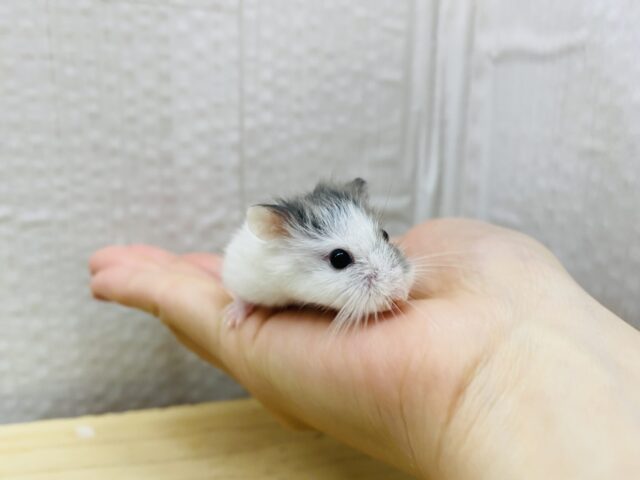 ロボロフスキーハムスター