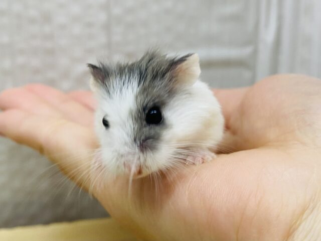 ロボロフスキーハムスター