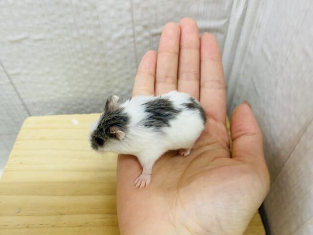 ロボロフスキーハムスター