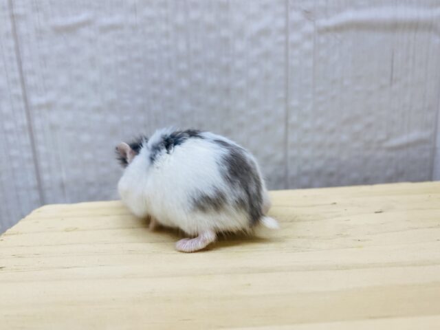 ロボロフスキーハムスター