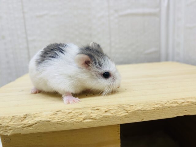 ロボロフスキーハムスター