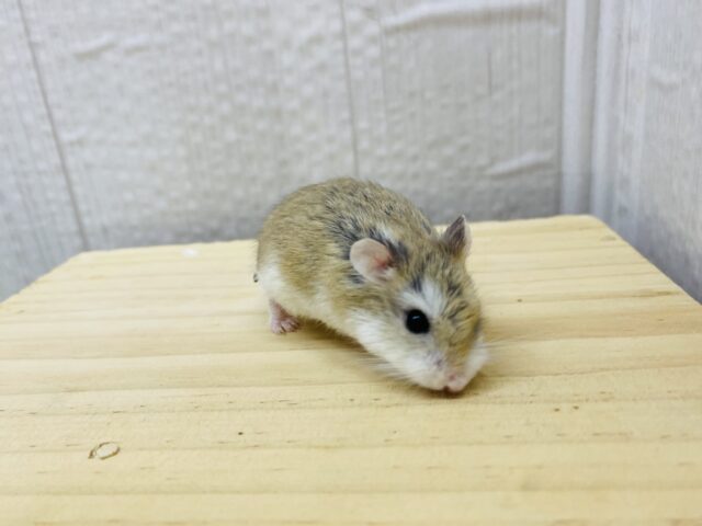 ロボロフスキーハムスター