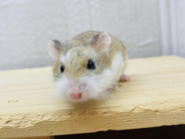 ロボロフスキーハムスター