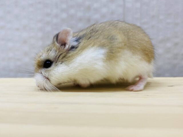 ロボロフスキーハムスター