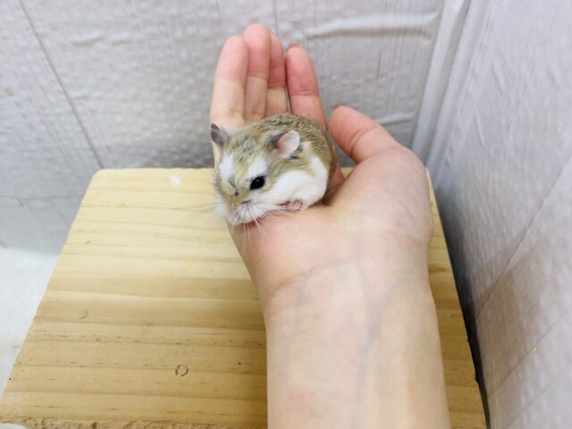 ロボロフスキーハムスター