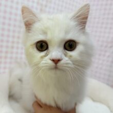 最新📷きゅんきゅんさせちゃう！ラガマフィンくん