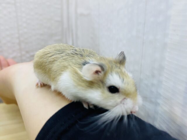 ロボロフスキーハムスター