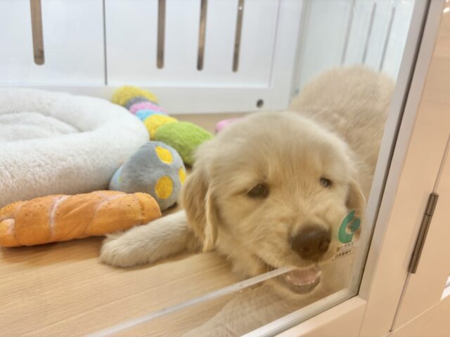 ゴールデンレトリバー