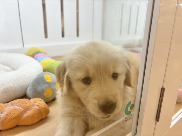 ゴールデンレトリバー