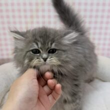 最新📷もふもふ天使♡ミヌエットくん