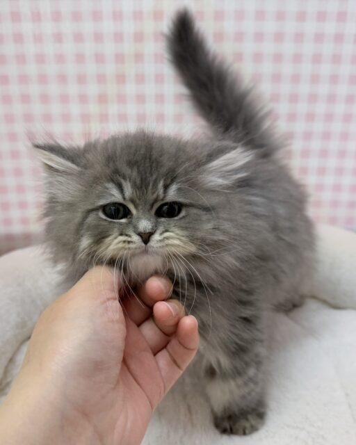 最新📷もふもふ天使♡ミヌエットくん