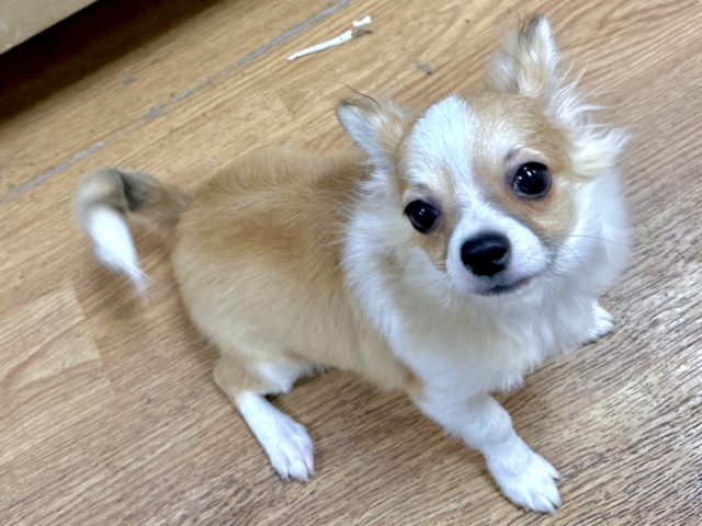 むっちり🩵チワワ男の子 チワワ