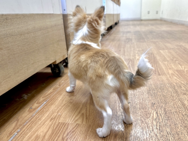 むっちり🩵チワワ男の子 チワワ