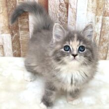 あまえんぼなミヌエットちゃん🩵2025年10月4日生まれ　女の子