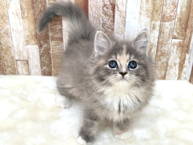 あまえんぼなミヌエットちゃん🩵2025年10月4日生まれ　女の子