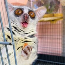 最新動画・画像ありꉂꉂ🙊💓　ぱっちり大きな目👀丸い大きな耳👂が可愛すぎます😍ショウガラゴの男の子！！