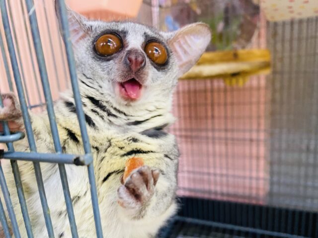 最新動画・画像ありꉂꉂ🙊💓　ぱっちり大きな目👀丸い大きな耳👂が可愛すぎます😍ショウガラゴの男の子！！