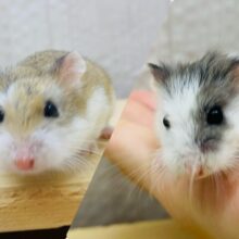 優しいお顔に癒されましょ〜☺️💕ロボロフスキーハムスター女の子🎀