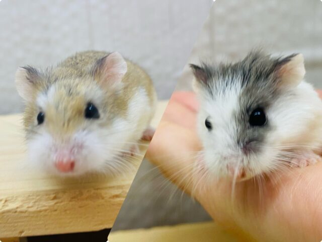 優しいお顔に癒されましょ〜☺️💕ロボロフスキーハムスター女の子🎀