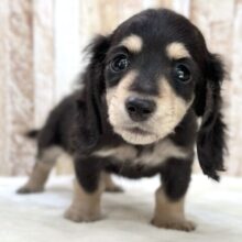 優しいお顔のダックスちゃん🖤🤍2025年10月5日生まれ　女の子