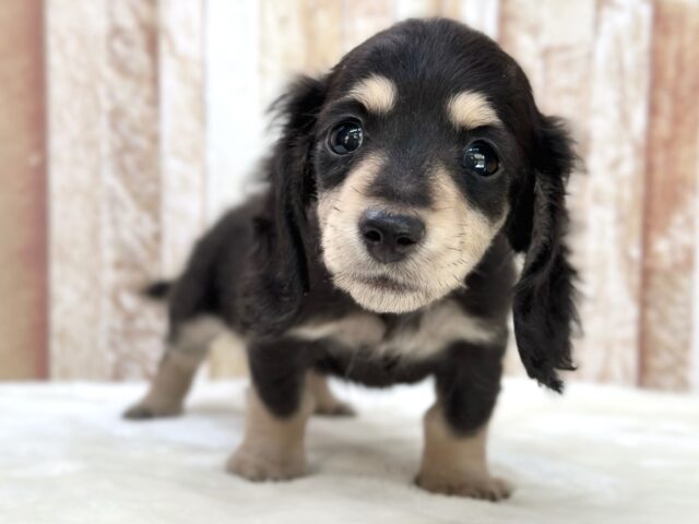 優しいお顔のダックスちゃん🖤🤍2025年10月5日生まれ 女の子 ミニチュアダックス