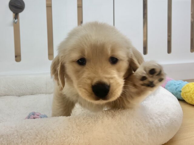 タレ目でドッタバタ〜♡ゴールデンレトリバーちゃん! ゴールデンレトリバー