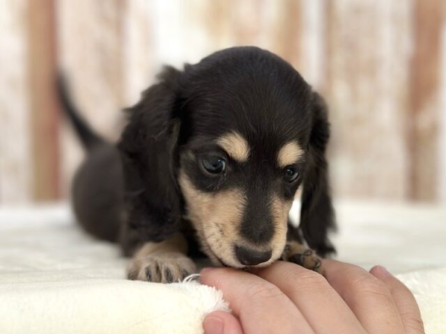 優しいお顔のダックスちゃん🖤🤍2025年10月5日生まれ 女の子 ミニチュアダックス