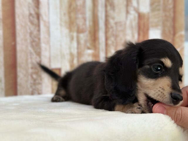 優しいお顔のダックスちゃん🖤🤍2025年10月5日生まれ 女の子 ミニチュアダックス