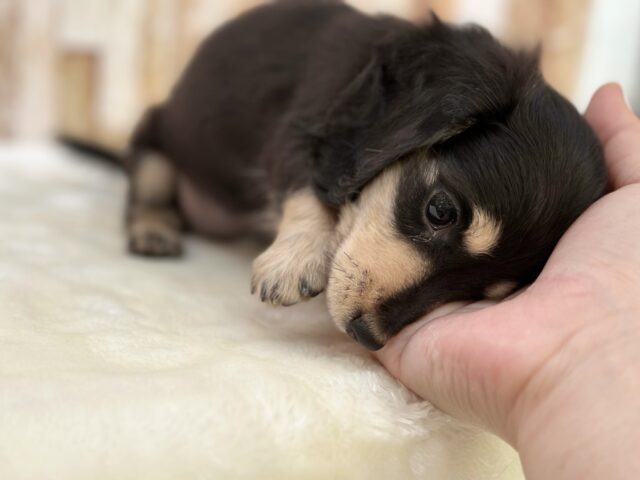 優しいお顔のダックスちゃん🖤🤍2025年10月5日生まれ 女の子 ミニチュアダックス