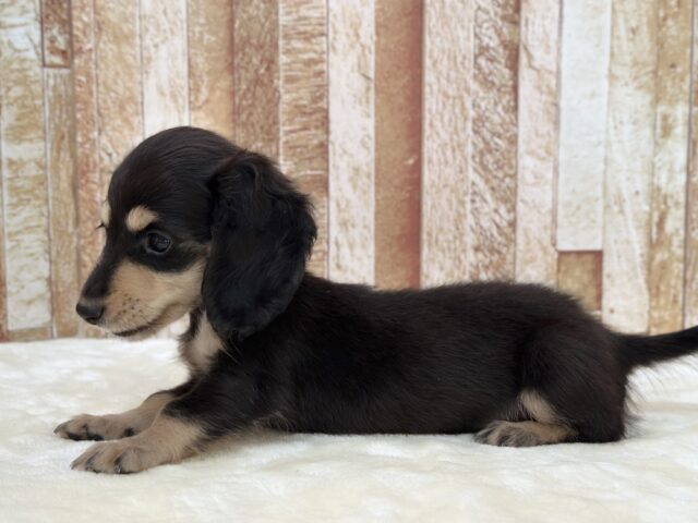 優しいお顔のダックスちゃん🖤🤍2025年10月5日生まれ 女の子 ミニチュアダックス