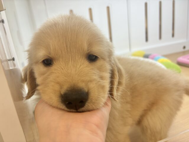 ゴールデンレトリバー