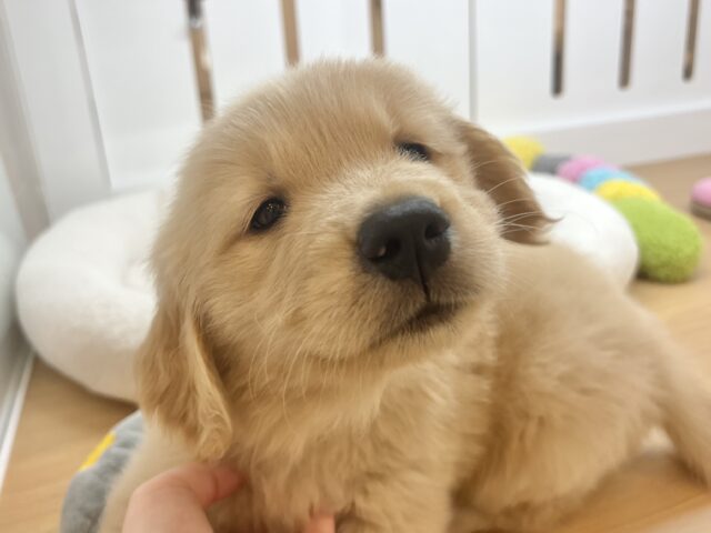 タレ目でドッタバタ〜♡ゴールデンレトリバーちゃん！