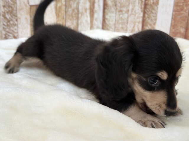 優しいお顔のダックスちゃん🖤🤍2025年10月5日生まれ 女の子 ミニチュアダックス