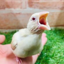 優しい色合いミルクティーカラー✨✨✨　シナモン文鳥