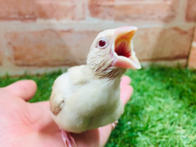 優しい色合いミルクティーカラー✨✨✨ シナモン文鳥 シナモン文鳥