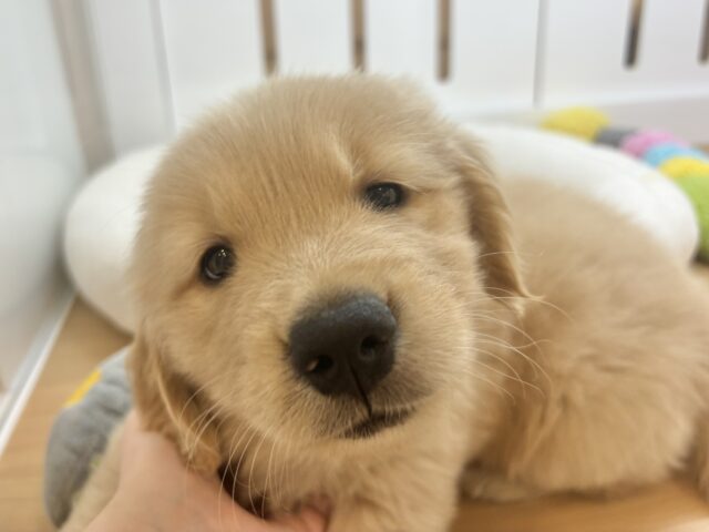 タレ目でドッタバタ〜♡ゴールデンレトリバーちゃん! ゴールデンレトリバー