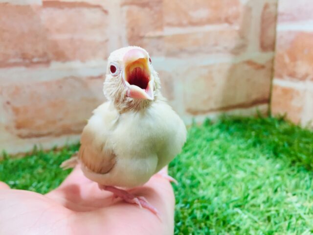 優しい色合いミルクティーカラー✨✨✨ シナモン文鳥 シナモン文鳥