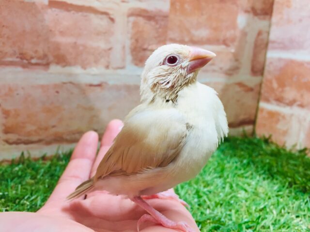 優しい色合いミルクティーカラー✨✨✨ シナモン文鳥 シナモン文鳥