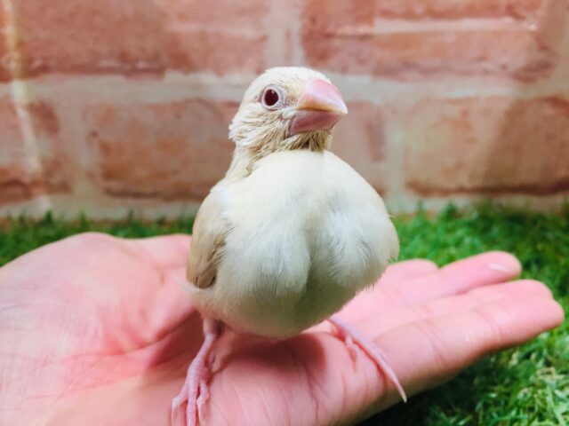 優しい色合いミルクティーカラー✨✨✨ シナモン文鳥 シナモン文鳥