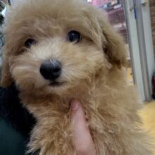 最新📷アプリコットのトイプーくん💛